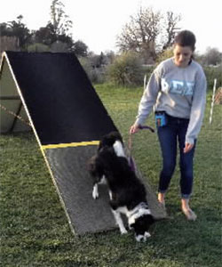 Beginning agility dog training